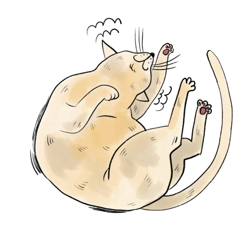 A cat curled up blissfully licking itself