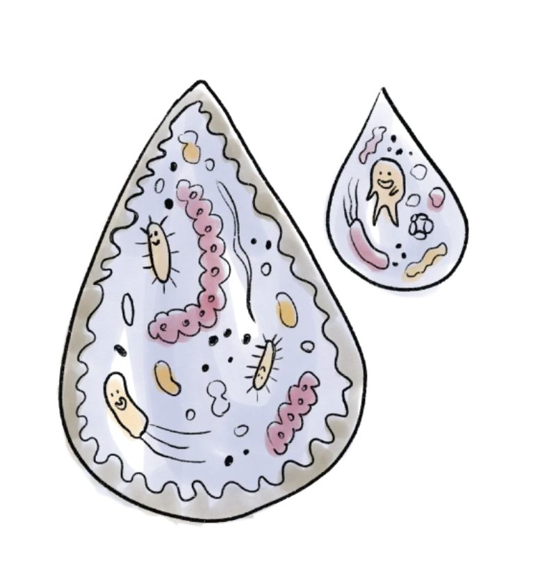 Drops of saliva seen under a microscope