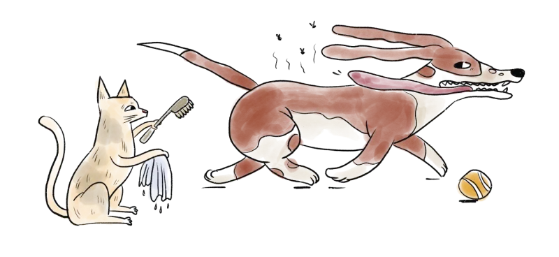 A cat brushing itself while a scruffy dog runs past